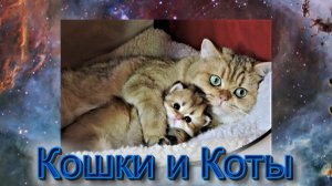 КИСКИ - КОШКИ и КОТЫ.mp4