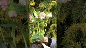 Наконец-то свежие цветочки, морозник Double Ellen Picotee и Double Ellen Pink