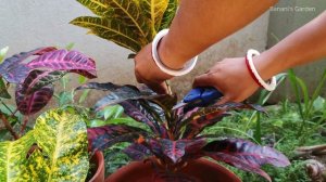 How to Grow Crotons easily | Growing and take care of Crotons | Banani's Garden