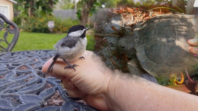На меня Села Болтливая Птичка - и Я Включил Телефон......... смотреть онлайн
