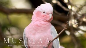 Deuter ⋄ Peter Kater ⋄  Kamal ⋄ Parijat ⋄ Al Gromer Khan ⋄ Music for Healing and Meditation