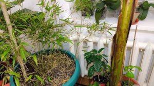 Мой бамбук из семян | часть 4