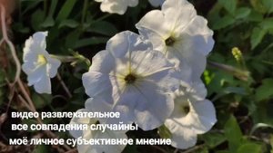 Надежда Вернулась в Британию без Макса? Изголодавшаяся английская семья Мать сторож в зиму
