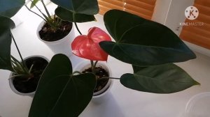 Антуриум. Ошибки в уходе за антуриумом.