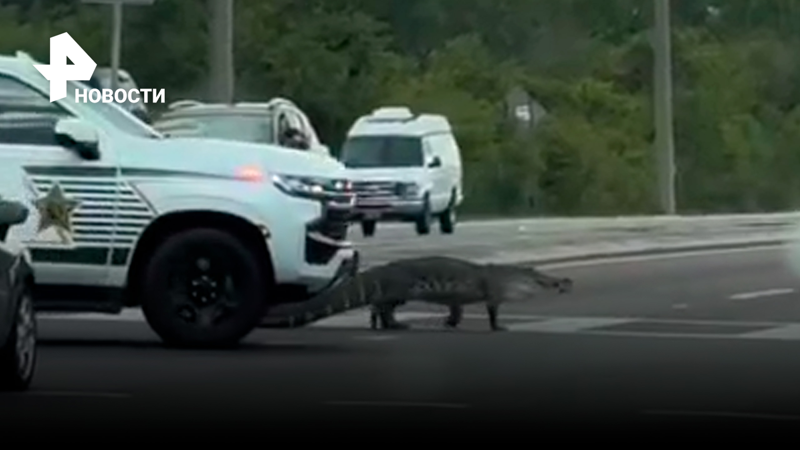 Крокодил неторопливо переходит проезжую часть в сопровождении машины шерифа