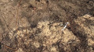 #голубика/ Ошибки выращивания/ Подсыпка просевшего грунта /Вересковые весной