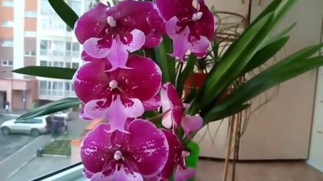 40. Цветение орхидей в сентябре смотреть онлайн