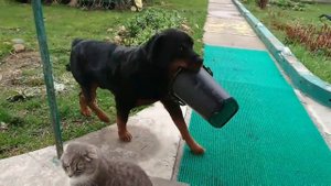 РОТВЕЙЛЕР ПУСЬКА -ПОМОЩНИК. Дрессировка и воспитание ротвейлера. Блог#36