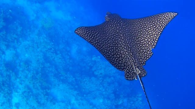 Орляк пятнистый, Aetobatus narinari. Promo. смотреть онлайн