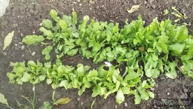 От чего Зависит Яйценоскость Кур?//Природные Витамины для Кур Несушек!