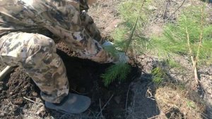 Пересаживаю сосны из леса