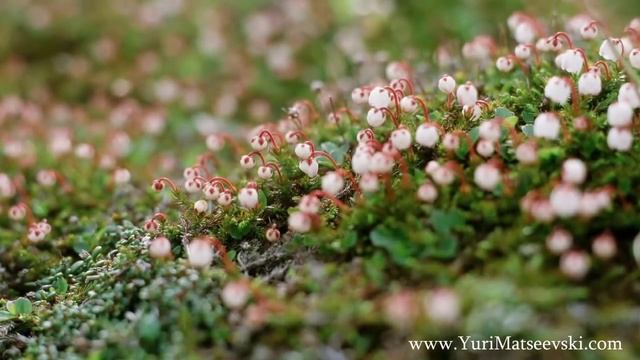Ловозерская тундра смотреть онлайн