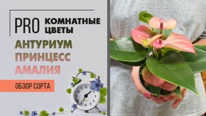Антуриум Принцесс Амалия. Обзор сорта растения. Обаятельный представитель "мужского счастья".