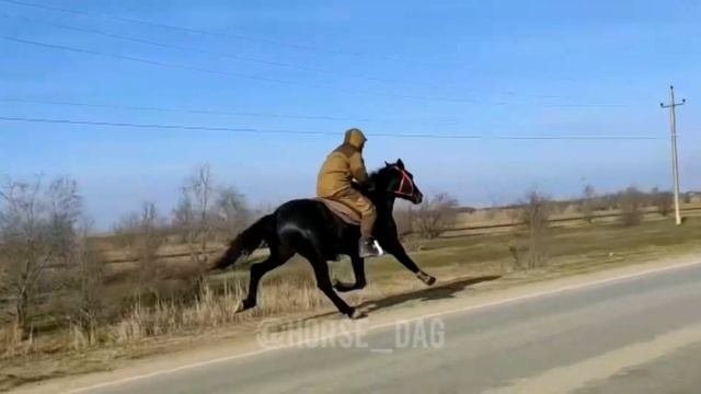 Иноходец  ?