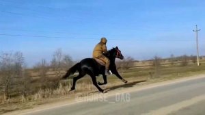 Иноходец  ?