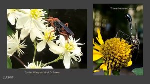 Native Pollinators - Helpful insects