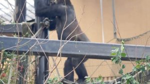 Gorilla Brothers Gentaro & Kintaro Playing and Smiling Together 🦍🦍♫ | Momotaro Family | Kyoto Zoo