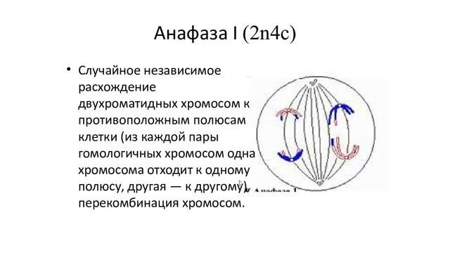 Мейоз. Гаметогенез