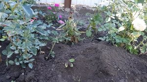 Пересадка пионов!!!