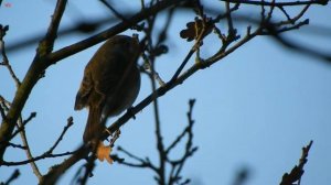 Зарянка- малиновка- зорька- зорянка- ольшанка (нем. Rotkehlchen) (анг. Robin) (нид. Roodborst)