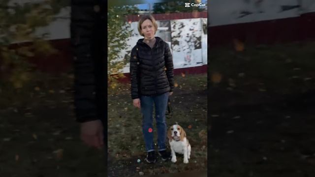Дрессировка собак в Омске - ОЦССС⁠⁠