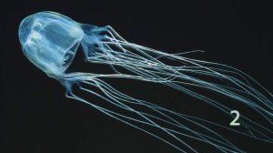 Топ 4  Австралия Самые опасные животные