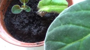 глоксиния из листа