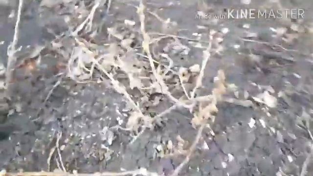 #Birchjuice #Gardenwork #березовыйсок Садовые работы на 5 апреля ..Березовый сок.. смотреть онлайн