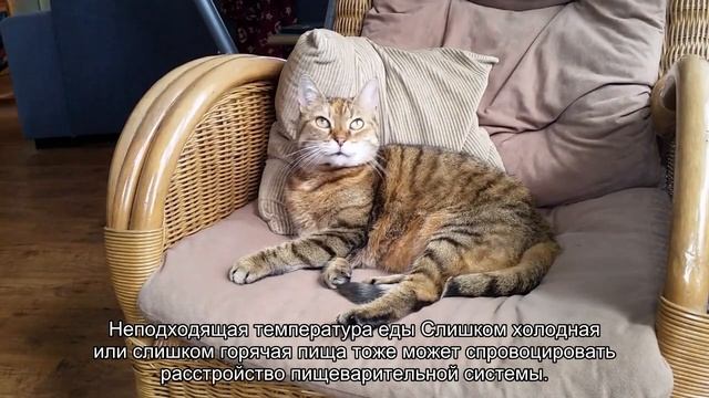 12 причин, почему кошку тошнит от корма смотреть онлайн