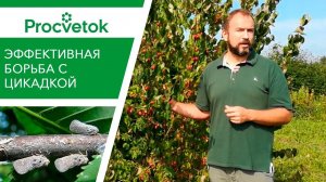 ЦИКАДКА на винограде, розе, яблоне. Как я поборол вредителя.