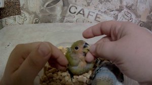 Результат спаривания гибридных неразлучников