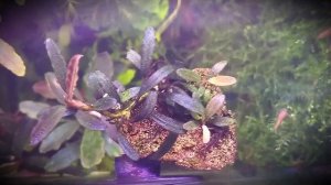 Bucephalandra Mini sp."Black Phantom Super Mini" Буцефаландры в аквариуме "Черный Фантом Супер Мини
