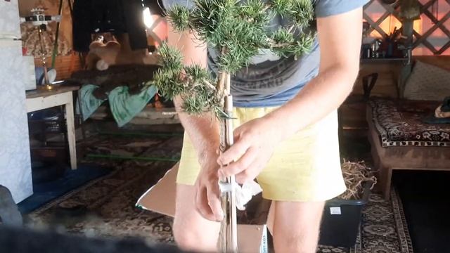 обзор лиственницы европейской (Krejci ) Крейчи с Опт-хоз.Pa75/C5. смотреть онлайн