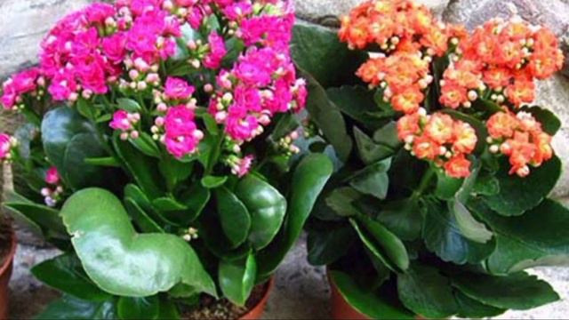 ГУЛЛАРГА ФОЙДАЛИ ВА ҚУЛЛАСА БУЛАДИГАН ДОРИ ВОСИТАЛАРИ. смотреть онлайн