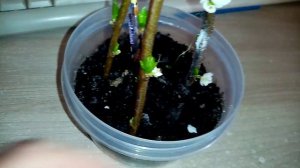 Как Приживаются Черенки АЛЫЧИ в доме.👍 Корней еще не Видно!!!🙂.  2 марта 2023г.💖