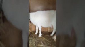 Как доить козу ЧАСТЬ 1