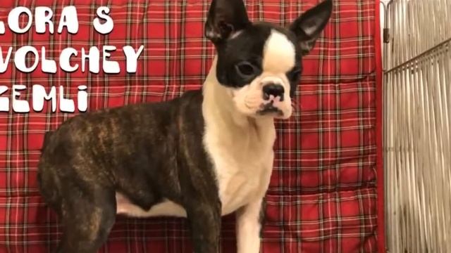 Сука Бостон терьера Лора с Волчьей земли смотреть онлайн