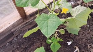 Как формировать плеть огурца, вертикальная подвязка