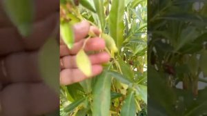 How to collect balsam seeds for next season /gulmehndi ke beej kaise chune 🌱