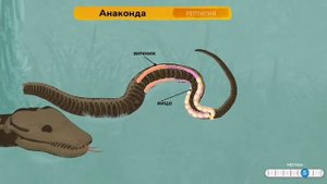 Анатомия анаконды.