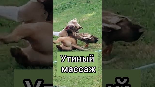 Когда лучший друг - селезень