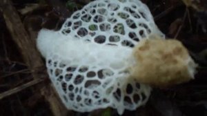 Phallales of Goa-a stinkhorn mushroom-Dictyophora indusiata