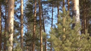 Исцеляющие мысли от всех болезней Для мужчин настрои академика Сытина Г.Н.