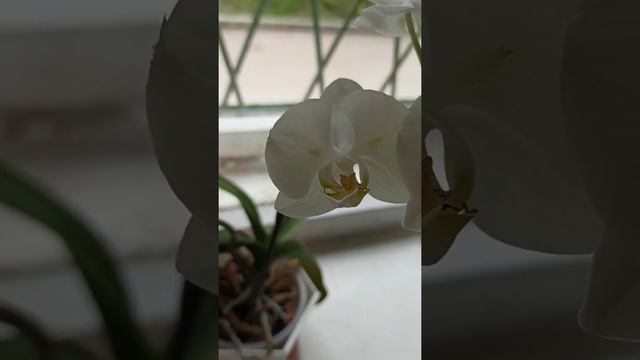 Белый фаленопсис бабочка Орхидея