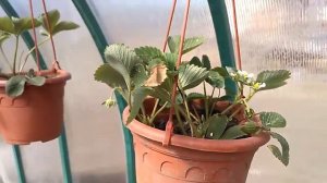 Выращивание клубники в горшках