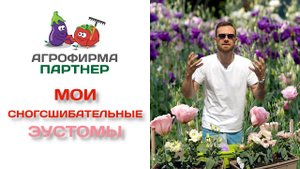 Мои СНОГСШИБАТЕЛЬНЫЕ ЭУСТОМЫ!