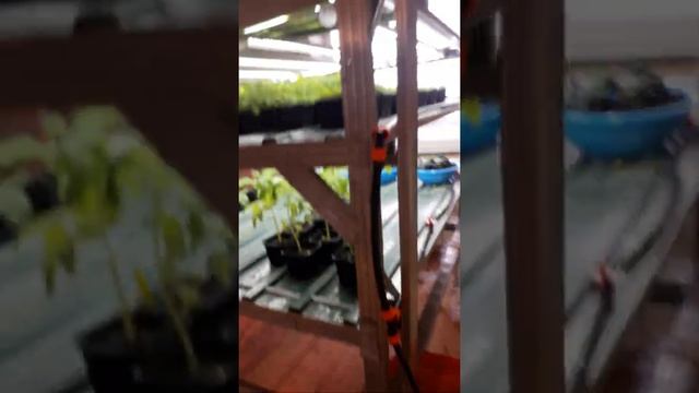 Обзор домашней фермы. салат, руккола, томаты, огурцы, клубника.#ситиферма #зимнийогород #выращивани смотреть онлайн