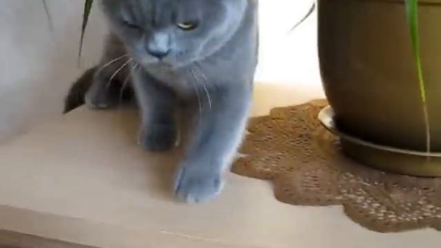 Котик злой, не хочет играться... смотреть онлайн