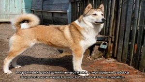 Западносибирская лайка (ЗСЛ)