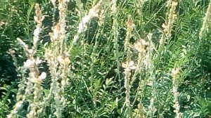 Осенний медонос на моей пасеке...